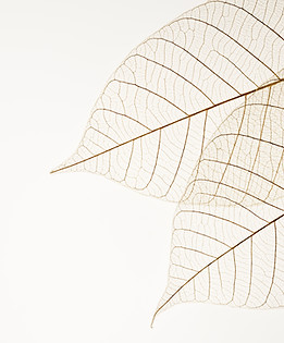Deux feuilles séchées
