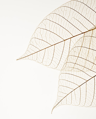 Two Dried Leaves