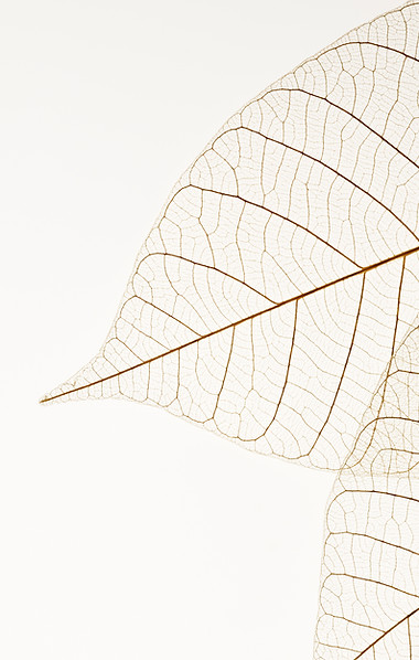 Two Dried Leaves