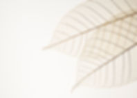 Two Dried Leaves