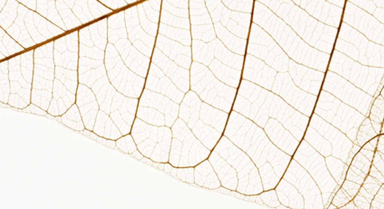 Deux feuilles séchées