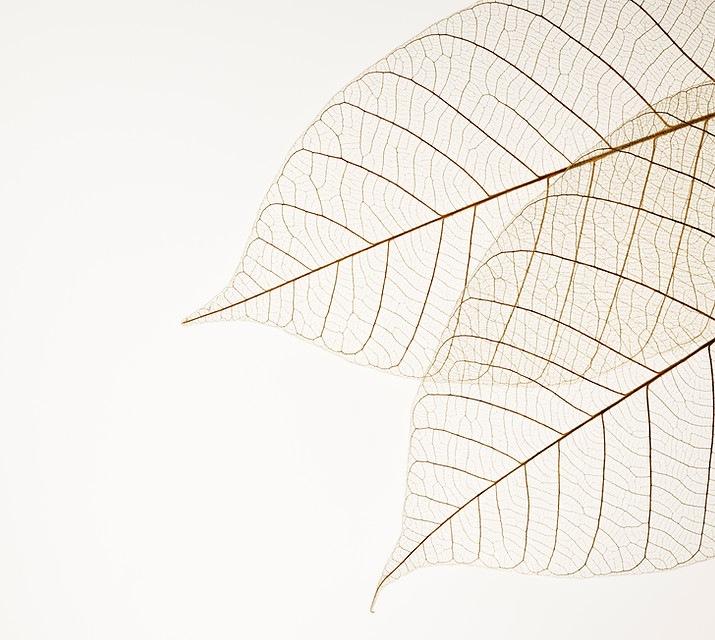Two Dried Leaves