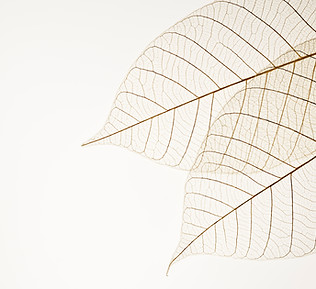 Transparent Leaf Veins