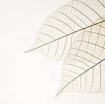 Two Dried Leaves