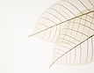 Two Dried Leaves