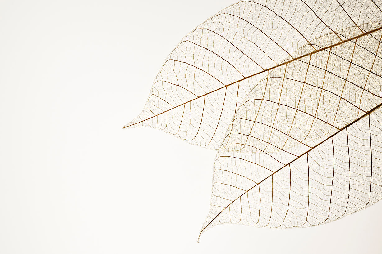 Two Dried Leaves