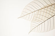 Two Dried Leaves