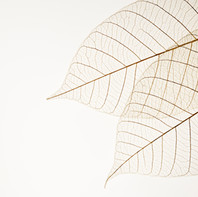 Deux feuilles séchées