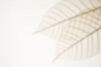 Two Dried Leaves