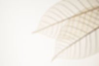 Two Dried Leaves