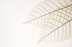 Two Dried Leaves