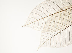 Deux feuilles séchées