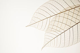 Two Dried Leaves