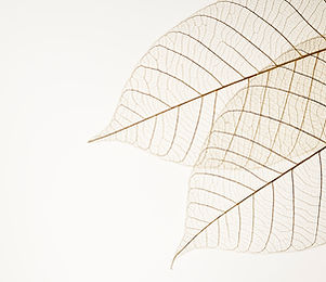 Two Dried Leaves