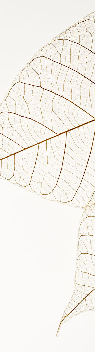 Two Dried Leaves