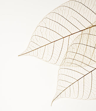 Two Dried Leaves