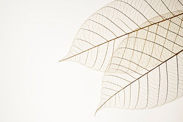 Deux feuilles séchées