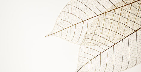 Two Dried Leaves