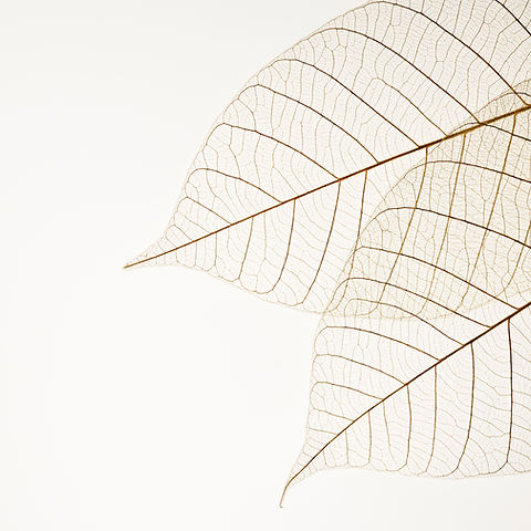 Two Dried Leaves