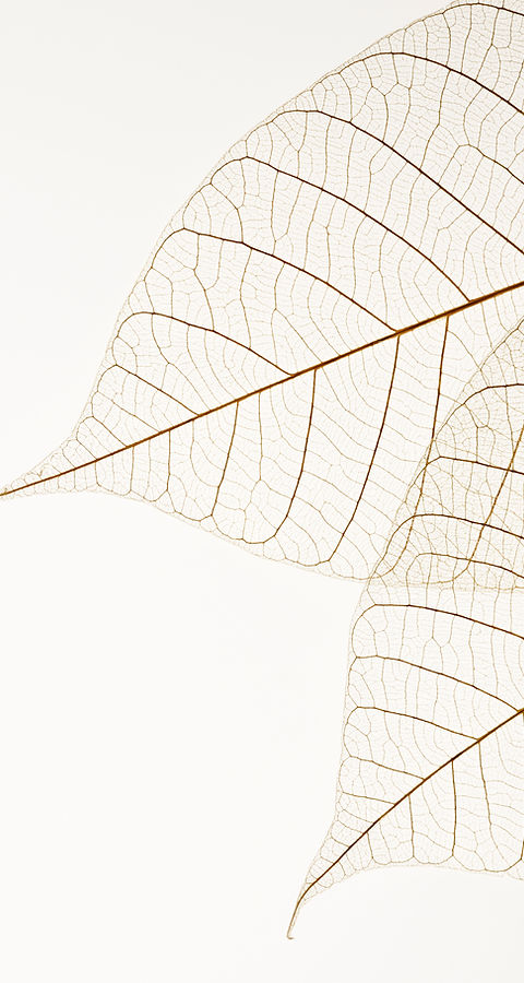 Two Dried Leaves