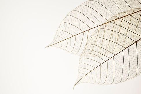 Two Dried Leaves