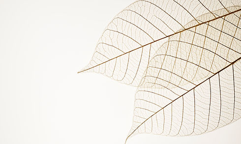 Two Dried Leaves