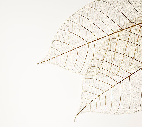 Two Dried Leaves