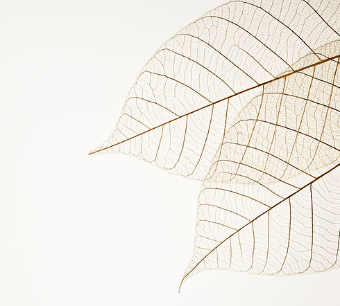 Two Dried Leaves