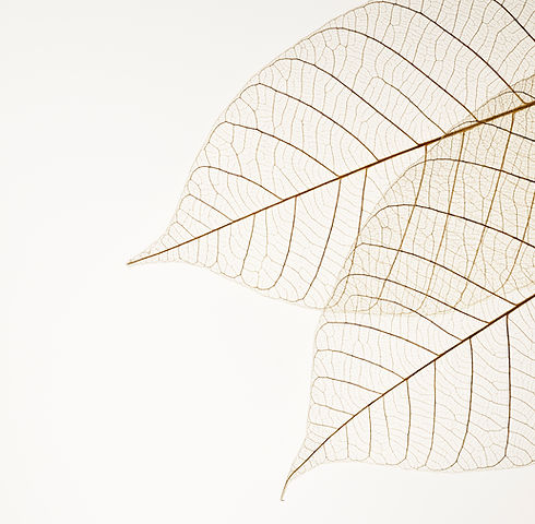 Two Dried Leaves