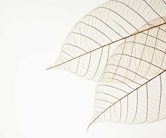 Two Dried Leaves