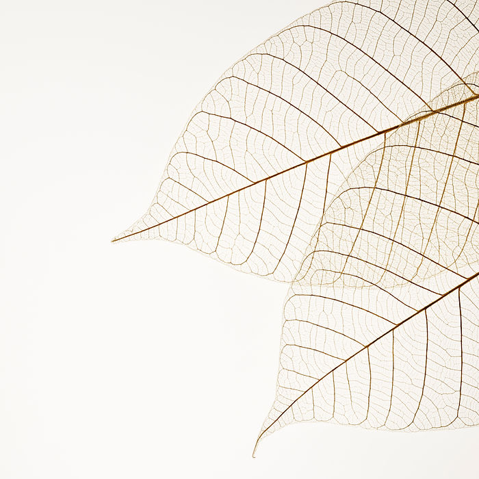 Two Dried Leaves