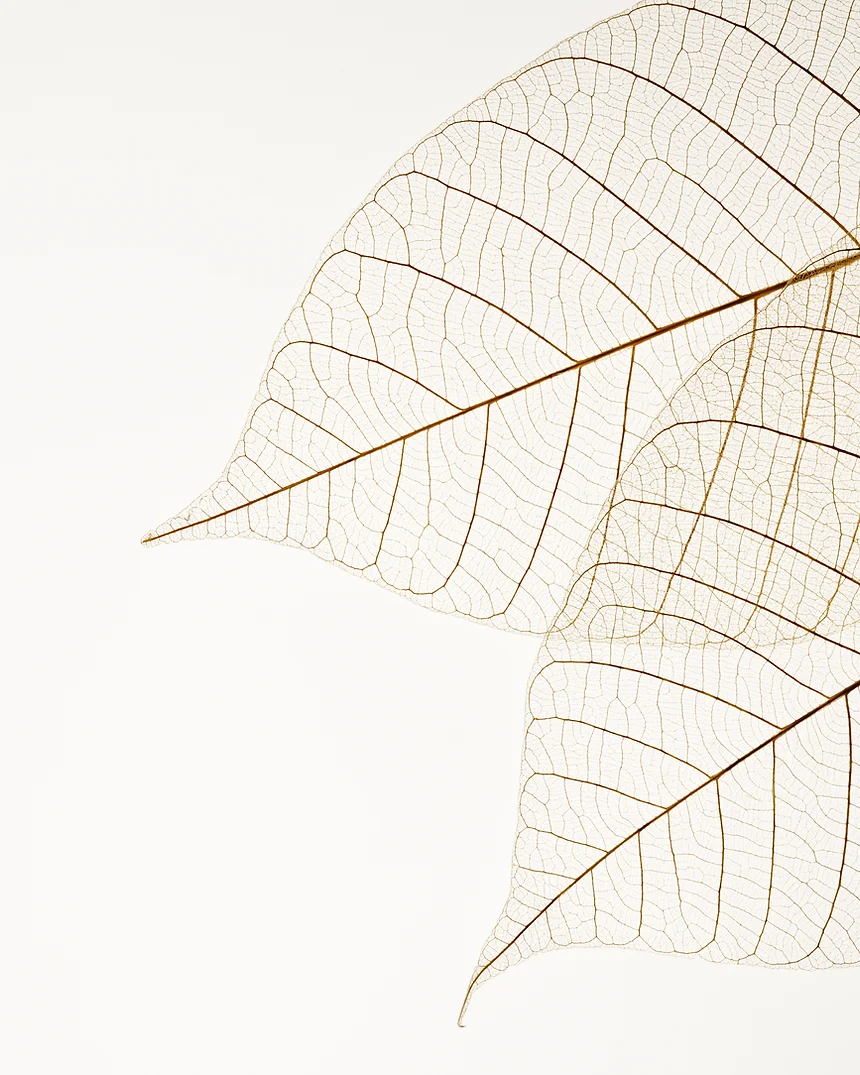 Two Dried Leaves