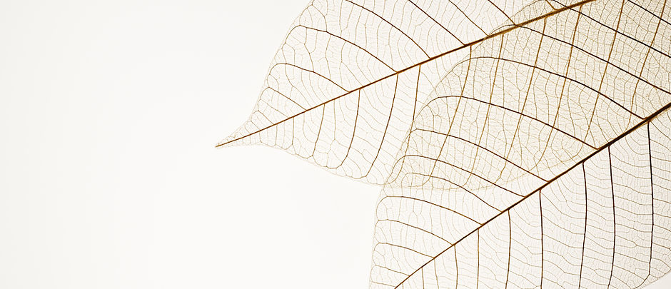 Two Dried Leaves