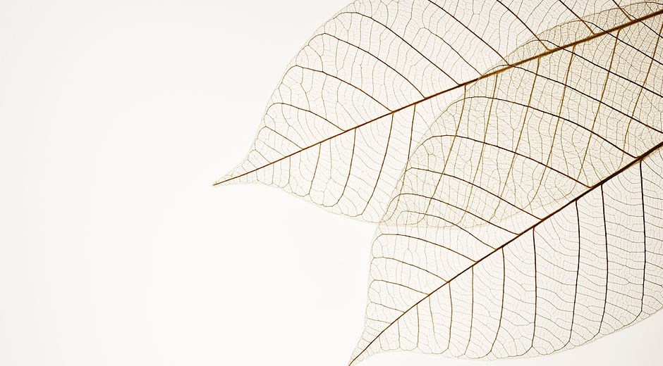 Two Dried Leaves
