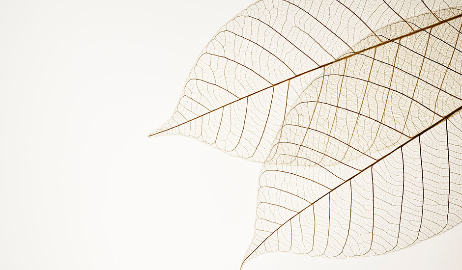 Two Dried Leaves