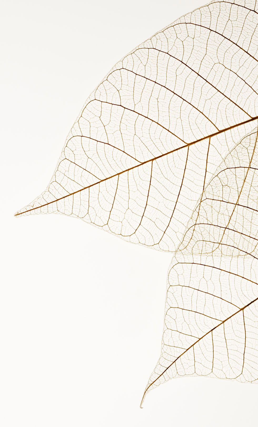 Two Dried Leaves
