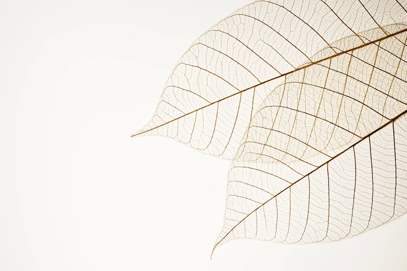Foundations of Transformation  a free 5-day personal transformation course from Alchemy of a Woman