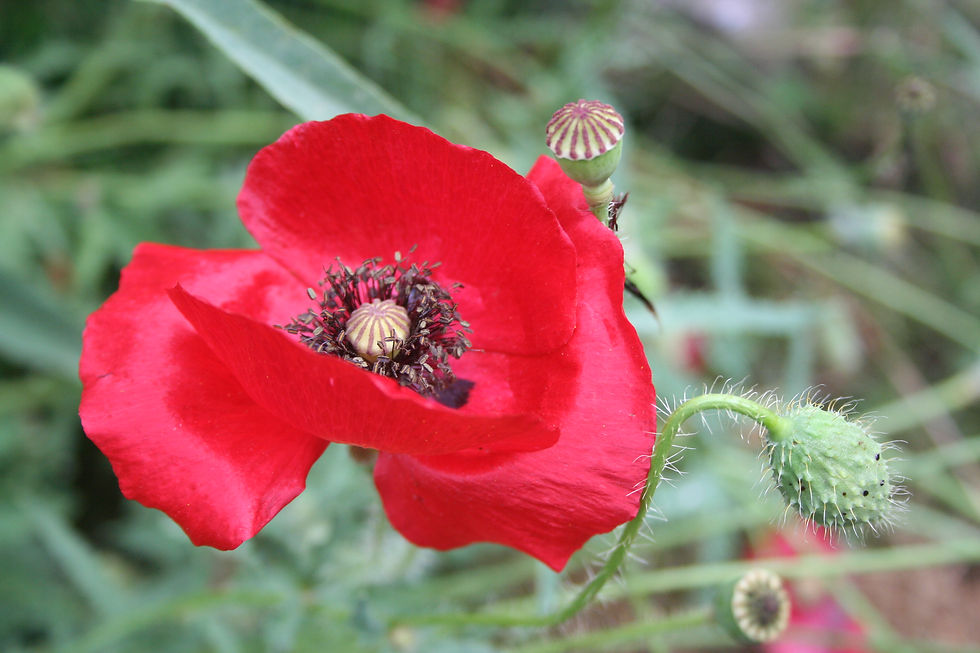 4. Mohn ganz rot und groß