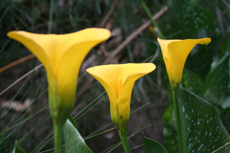 7. Calla-Trio
