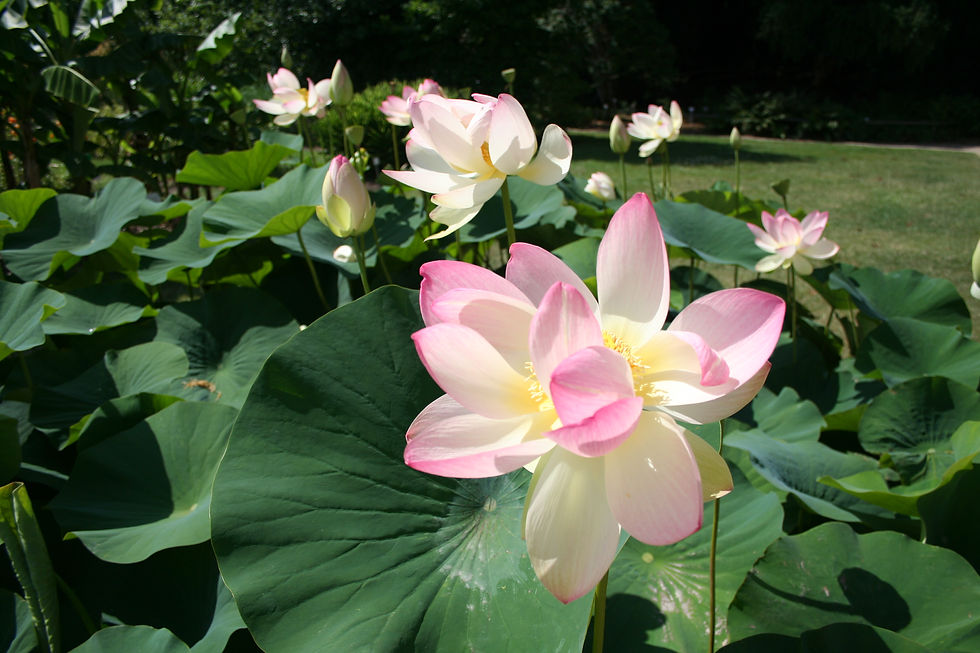 11. Indische Lotos-Blumen (tatsächlich mit O)