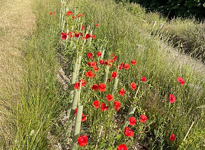 Poppy-lined path through tall grasses on the nature route used for eco-therapy in St Albans