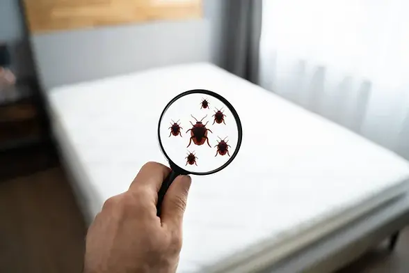 depositphotos_465371500-stock-photo-parasite-infested-dirty-linen-bedroom.jpg