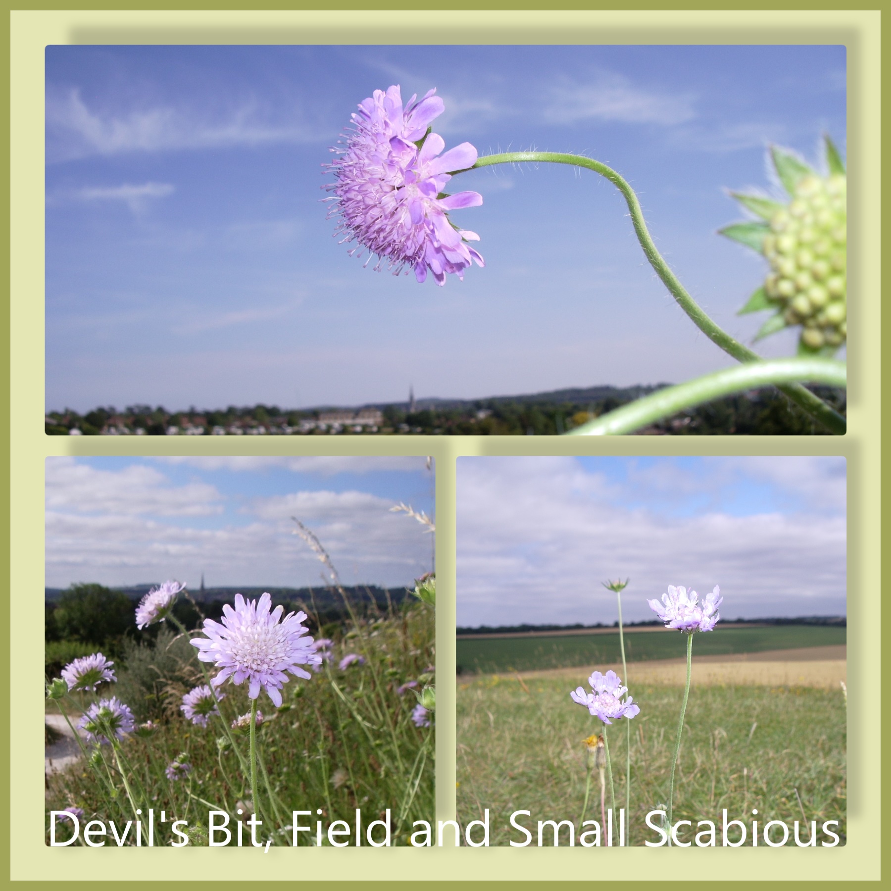 Scabious on Old Sarum