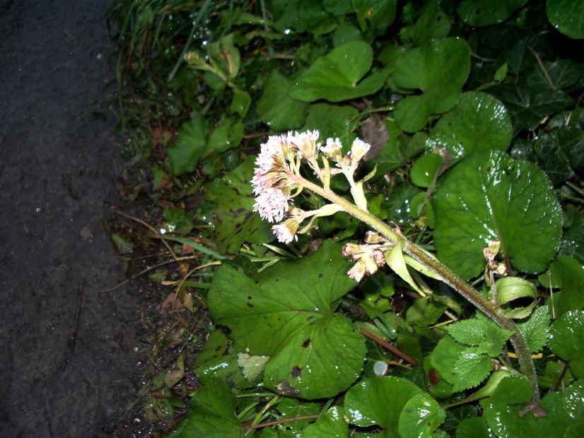 Winter Heliotrope (Petasites fragrans)
