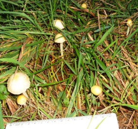 Bolbitius titubans