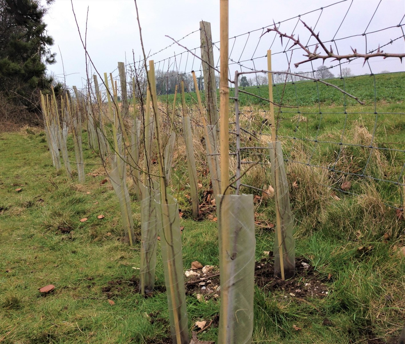 FInished hedge