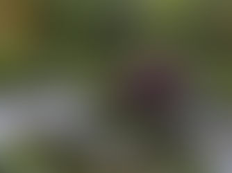 Garden Club's February talk - An Introduction to the Garden of Japan'