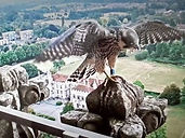 still from video (1).jpg