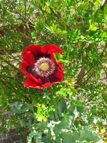 Red/black poppy