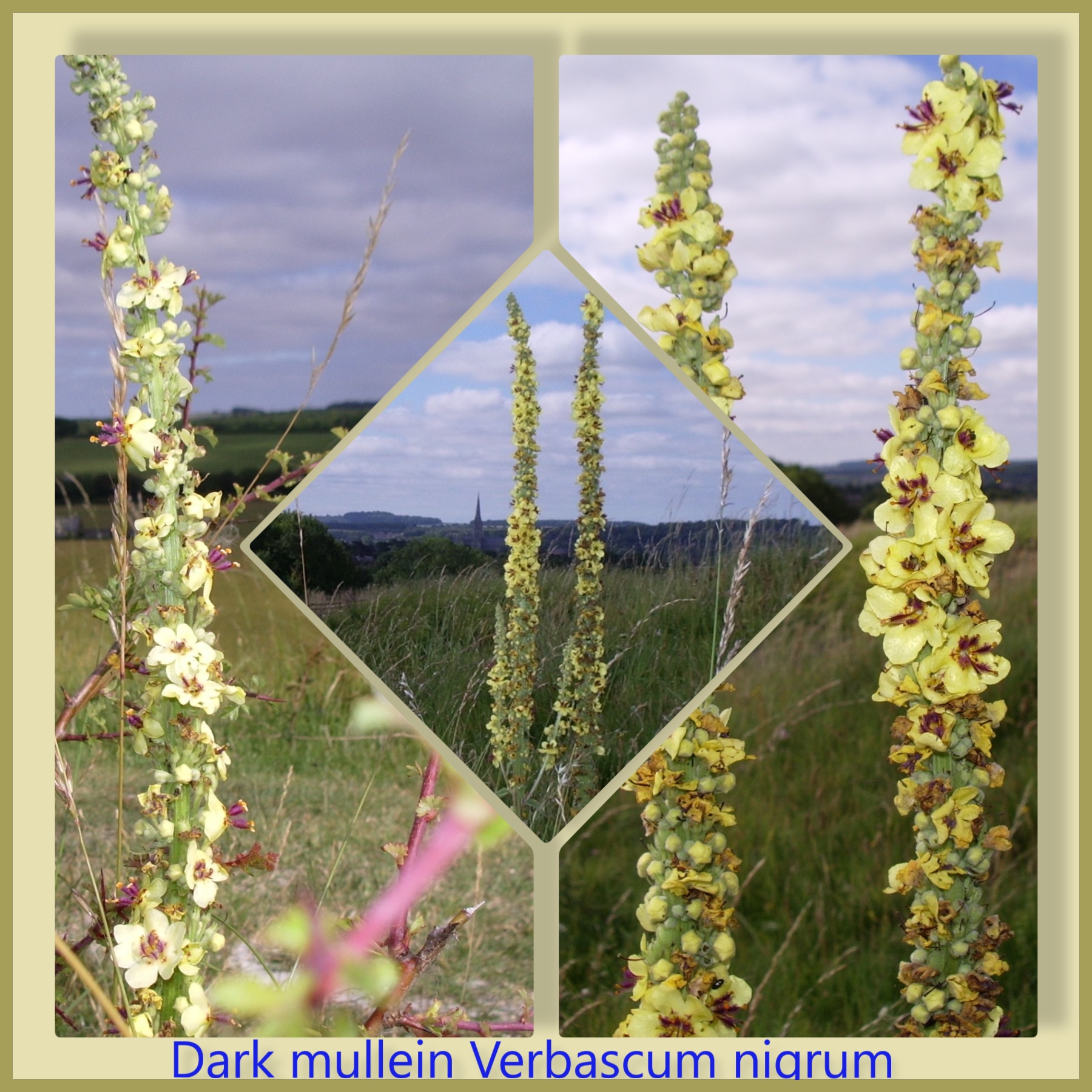Dark Mullein